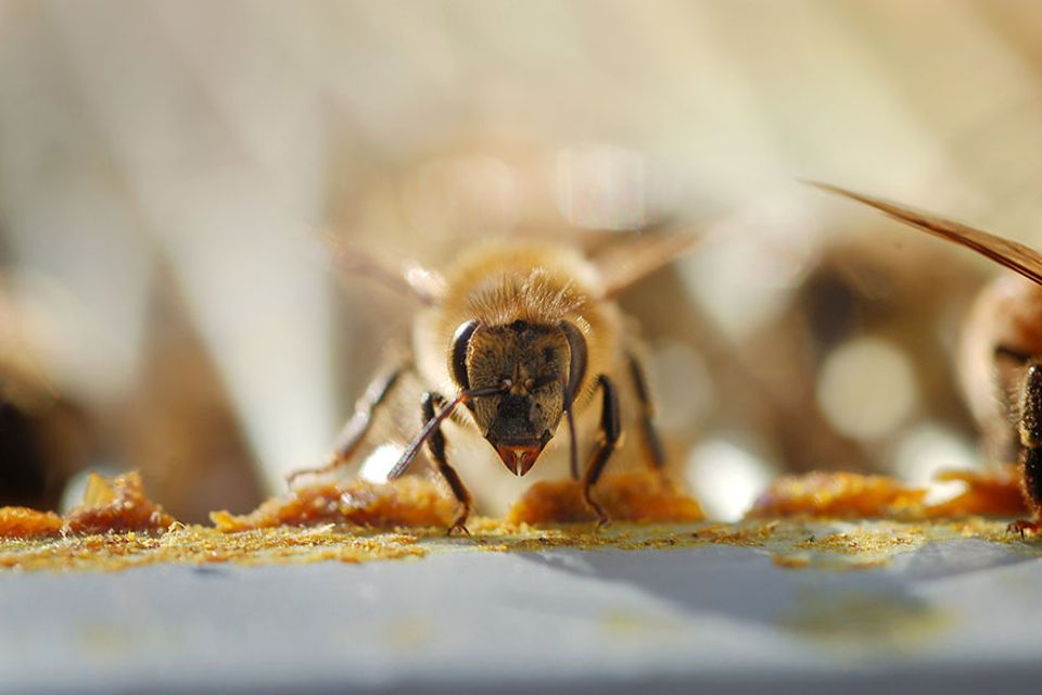 Pestizide: Nach dem Wald- nun das Bienensterben: Bestimmte Insektizide, warnen Umweltschützer und Imker, sind dafür mitverandwortlich