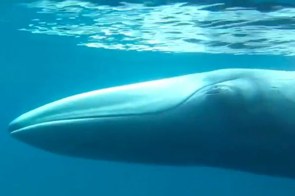 Wale: Forscher filmen erstmals seltenen Omurawal