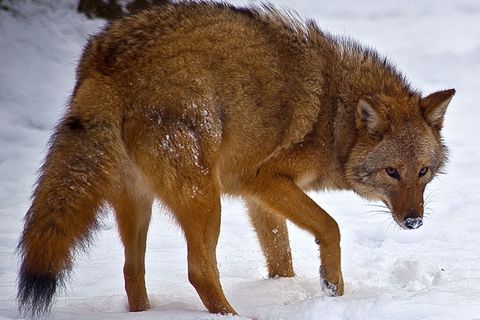 Evolution: Der Coywolf kommt!