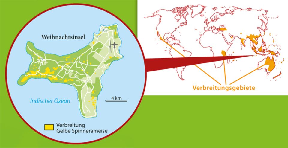 Tierlexikon: Die Gelbe Spinnerameise lebt gern in besonders warmen Gebieten