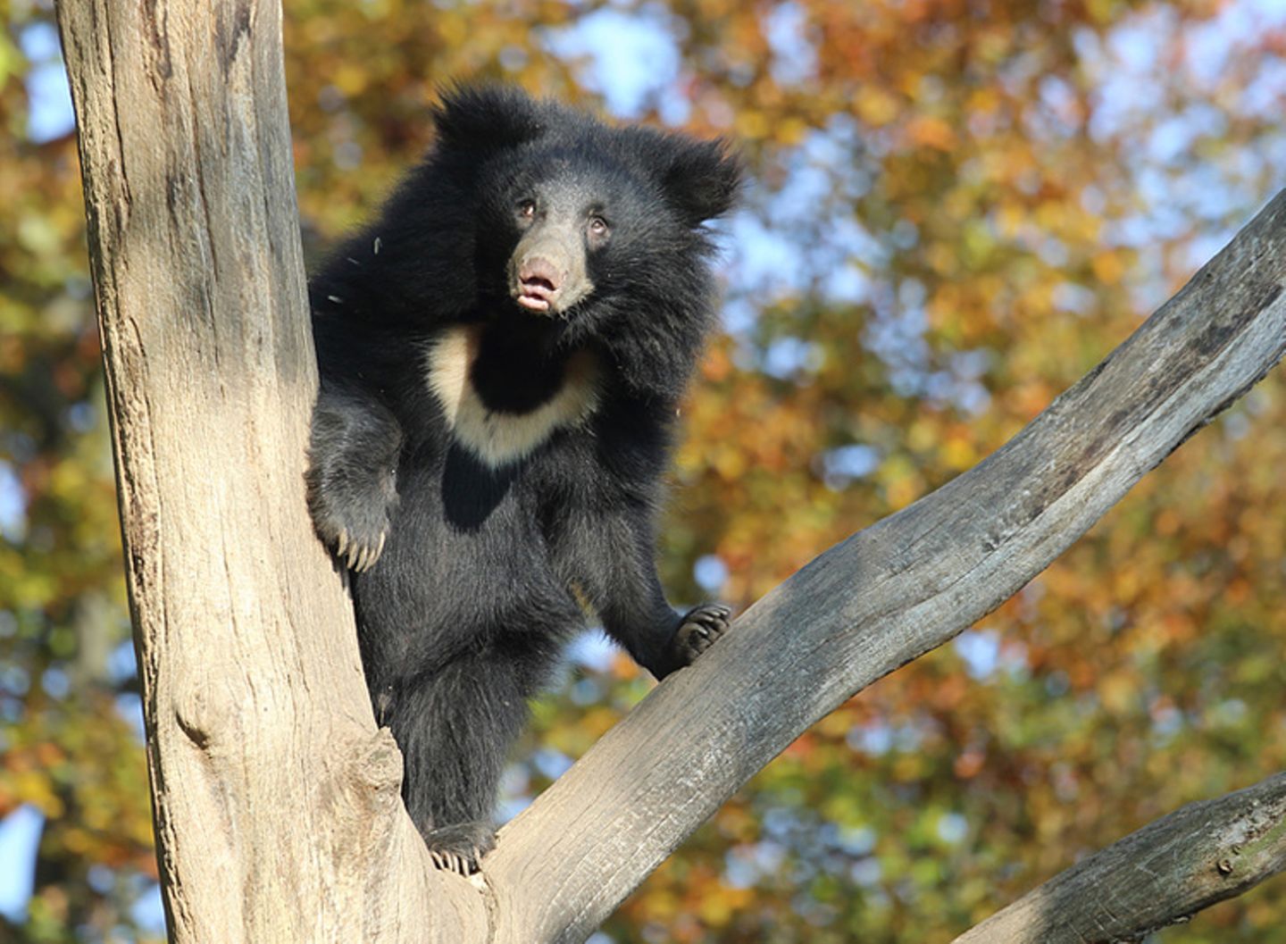 Tierlexikon: Brillenbären essen gern Obst und allerlei Grünzeug