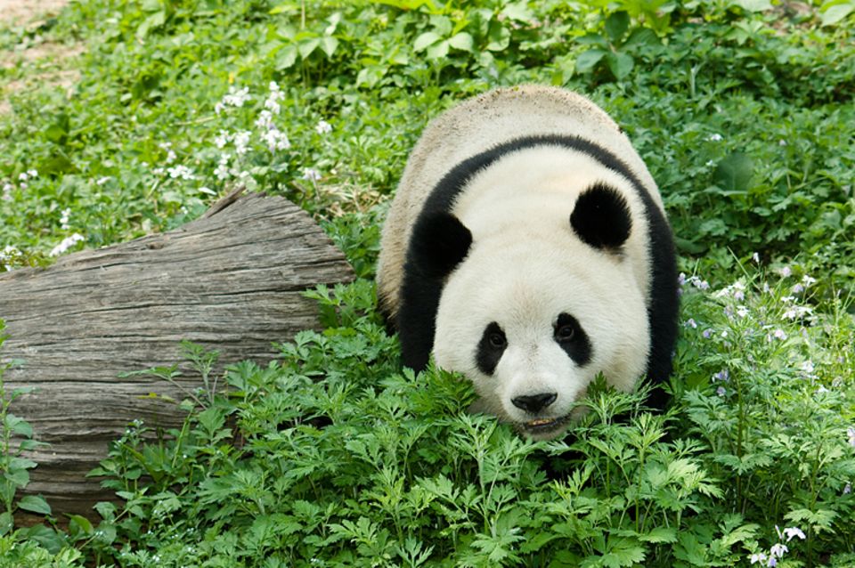Pandabär Infos im Tierlexikon [GEOLINO]