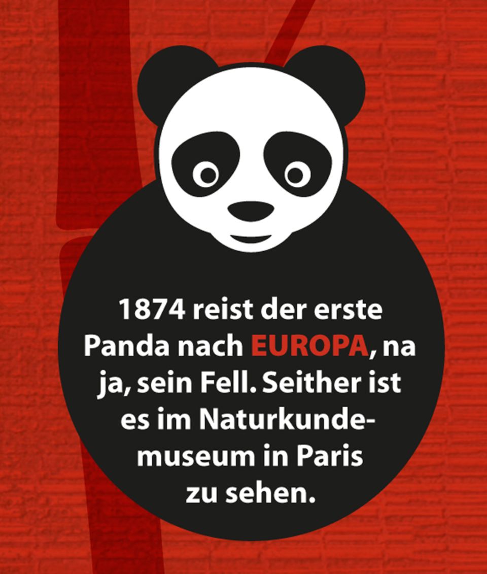 Tierlexikon: Pandabär