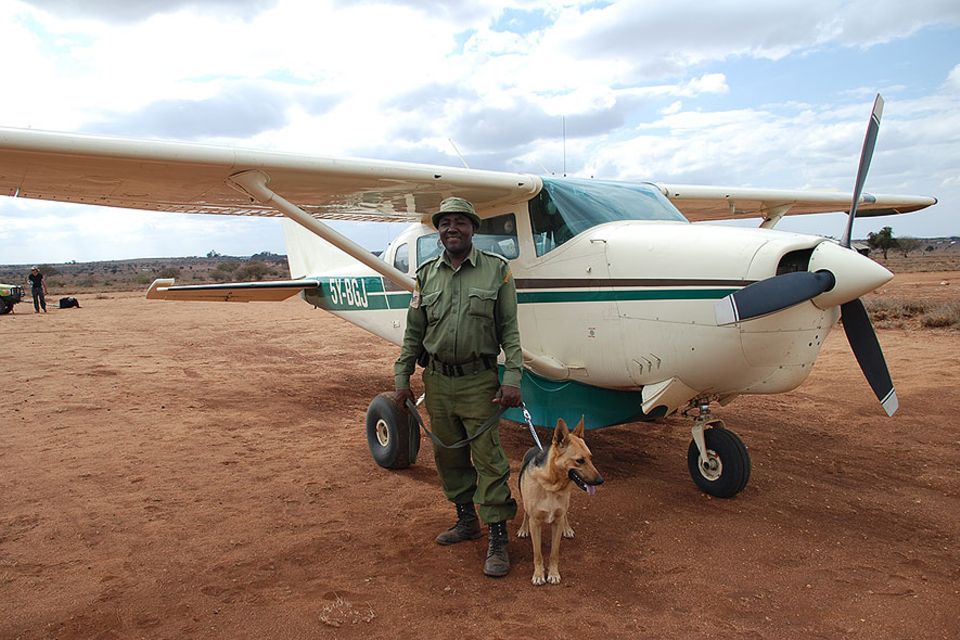Mit Hilfe von Spürhunden ziehen in Kenia und Tansania Tierschützer in den Kampf gegen Wilderer. In den Weiten Ostafrikas ist das Kleinflugzeug das mit Abstand beste Verkehrsmittel Mit Hilfe von Spürhunden ziehen in Kenia und Tansania Tierschützer in den Kampf gegen Wilderer. In den Weiten Ostafrikas ist das Kleinflugzeug das mit Abstand beste Verkehrsmittel
