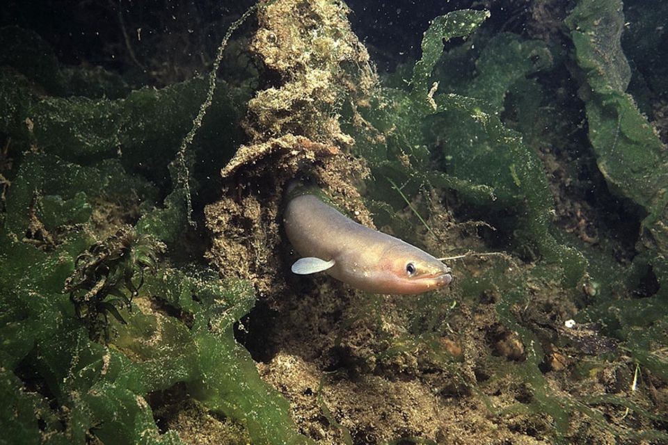 Europäischer Aal: Der Aal vermag selbst winzige Tiere an deren Geruch zu orten