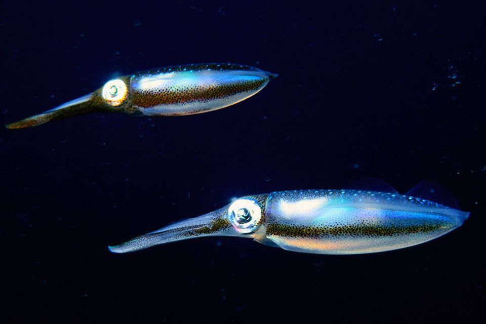 Biolumineszenz: Kalmare nutzen die Biolumineszenz auch, um sich zu tarnen. Etwa bei der nächtlichen Jagd. Von unten gesehen, heben sich die leuchtenden Tiere gegen die mondbeschienene Wasseroberfläche kaum ab