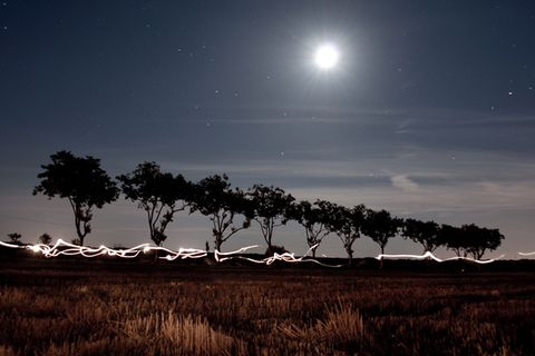 Botanik: Richten Bäume ihre Blätter nach dem Mond aus?