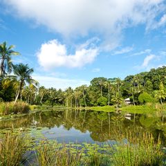 Kein Wolkenkratzer ist zusehen, nur üppiges Grün und einige Wellblechhütten finden sich auf Pulau Ubin
