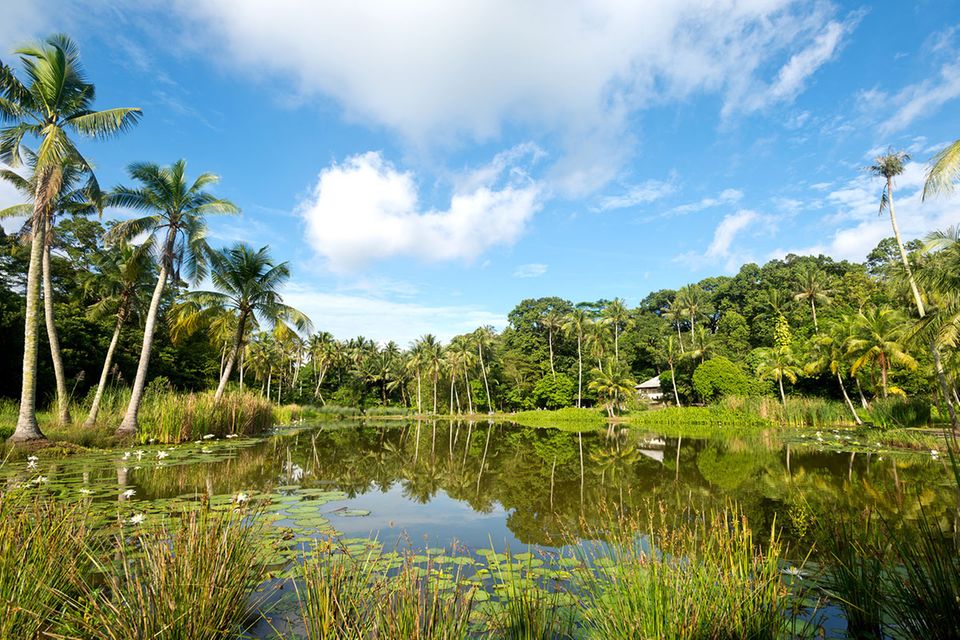 Kein Wolkenkratzer ist zusehen, nur üppiges Grün und einige Wellblechhütten finden sich auf Pulau Ubin