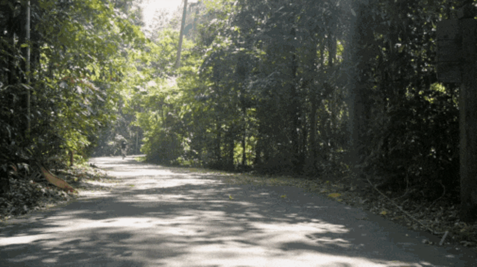Pulau Ubin: Auf Pulau Ubin führen die Fahrradwege mitten durch tropisches Grün. Ein Erlebnis Pulau Ubin: Auf Pulau Ubin führen die Fahrradwege mitten durch tropisches Grün. Ein Erlebnis