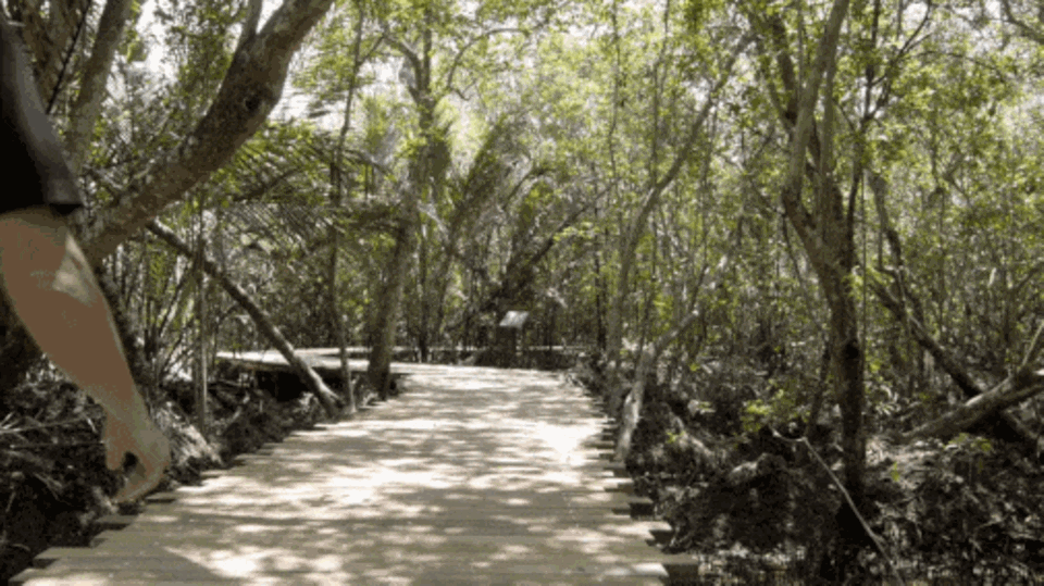 Pulau Ubin: Chek Jawa Wetlands: Ein Holzpfad führt durch Mangroven und Küstenwald