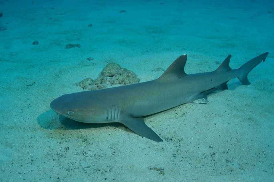 Cocos Island – Paradies für Haie?!