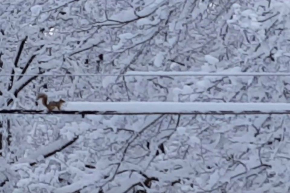 Video: Ein Eichhörnchen räumt Schnee