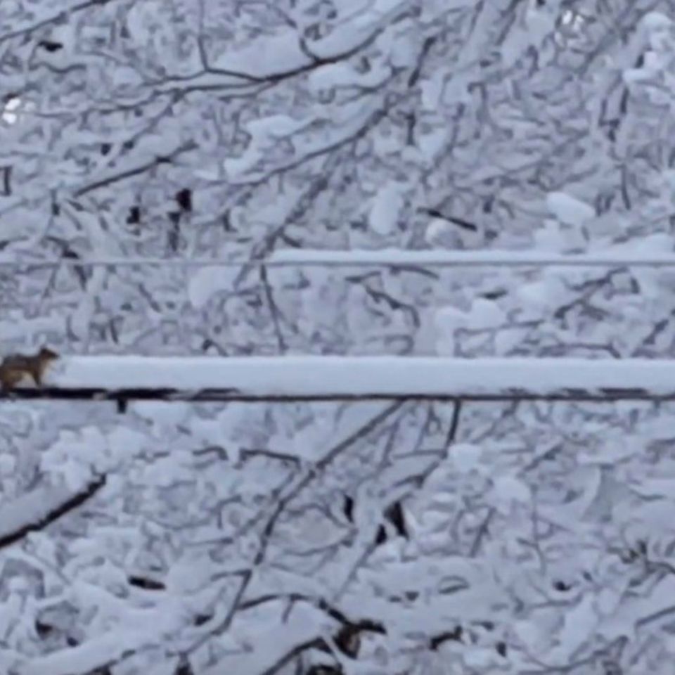 Video: Ein Eichhörnchen räumt Schnee