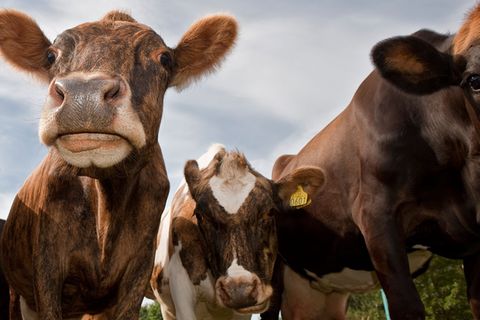 Tierschutz: Mehr Freiheit für die Milchkuh