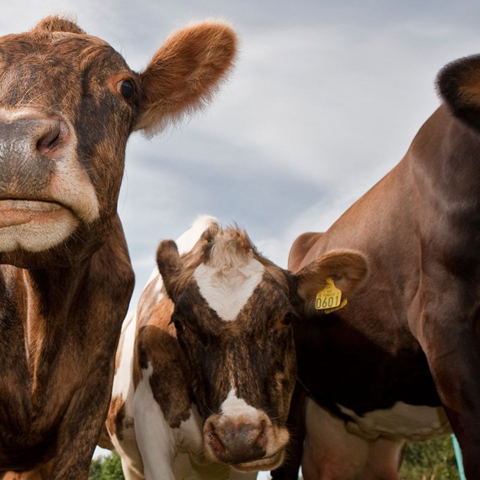 Tierschutz: Mehr Freiheit für die Milchkuh