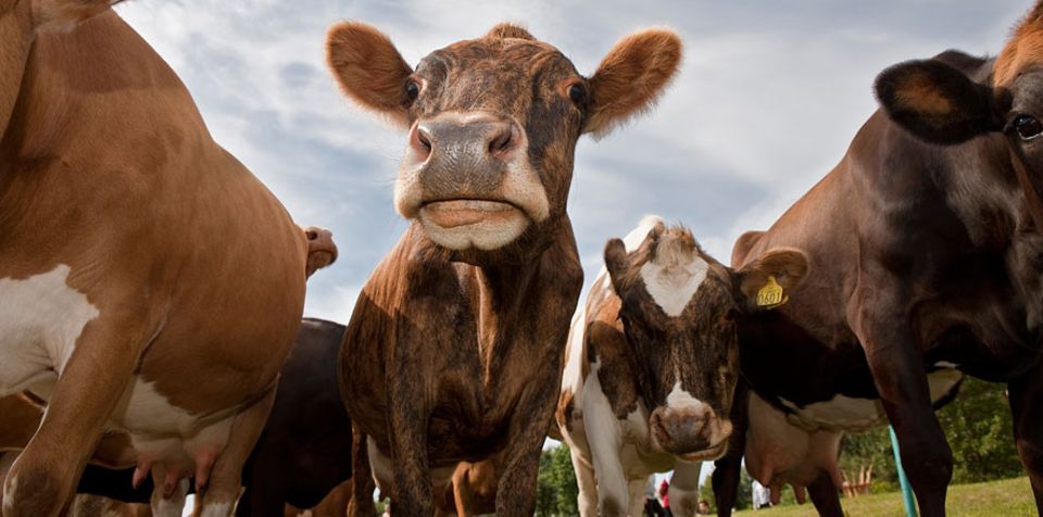 Tierschutz: Kühe sind soziale Tiere; in der Gruppe gibt es eine strenge Hierarchie. In zu engen Ställen, kritisieren Tierschützer, können die Tiere sich nicht entsprechend verhalten Tierschutz: Kühe sind soziale Tiere; in der Gruppe gibt es eine strenge Hierarchie. In zu engen Ställen, kritisieren Tierschützer, können die Tiere sich nicht entsprechend verhalten