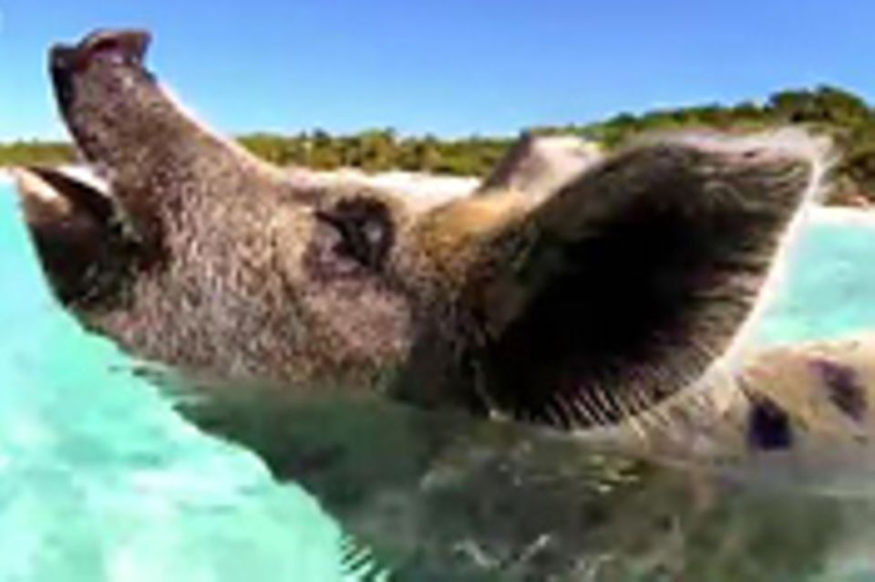 Video: Wasserschweine