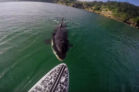 Neuseeland: Stand-Up-Paddler trifft auf Orca