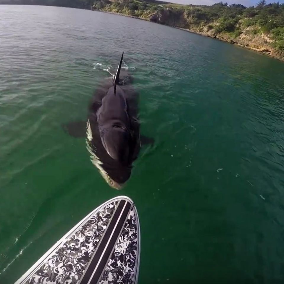 Neuseeland: Stand-Up-Paddler trifft auf Orca