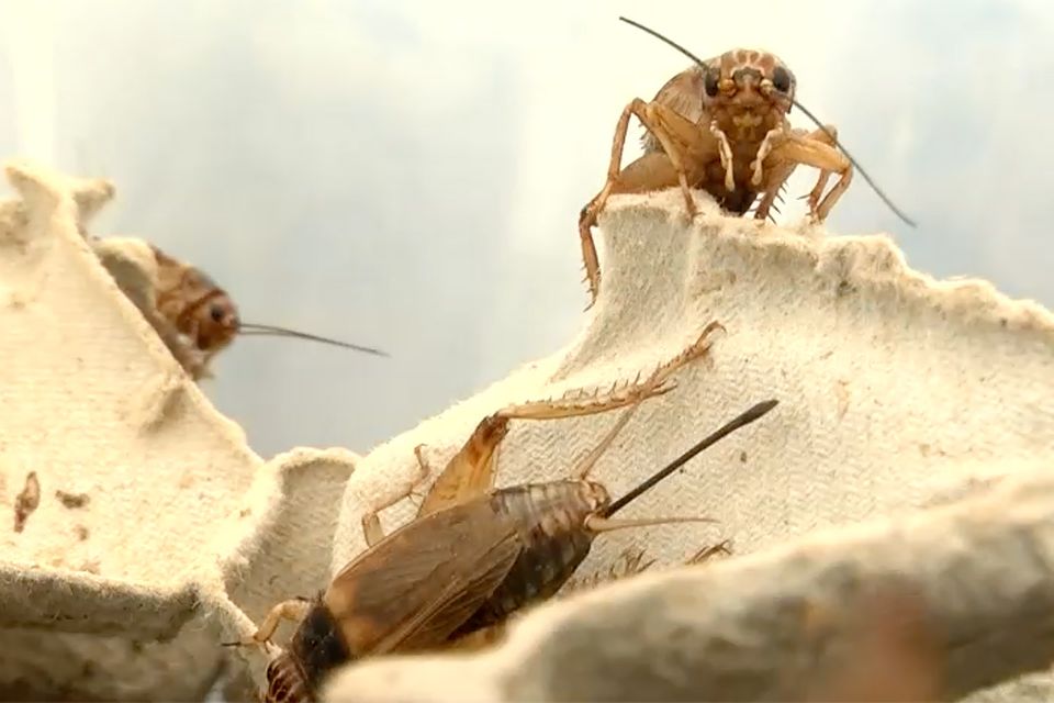 Insekten, unser Speiseplan für morgen?