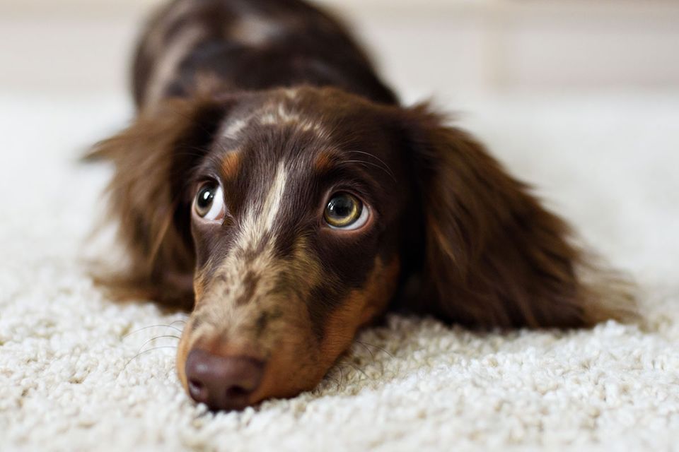 Hunde-Wissen: Warum wir uns mit Hunden so gut verstehen