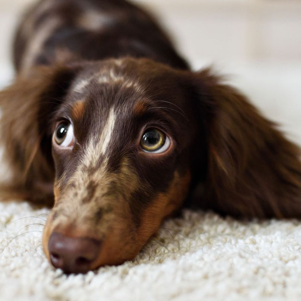 Hunde-Wissen: Warum wir uns mit Hunden so gut verstehen