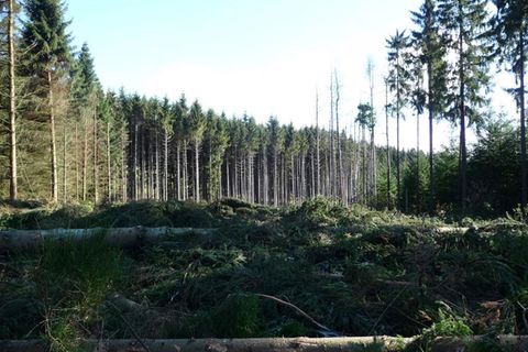 Forstwirtschaft in Deutschland: Profit oder Gemeinwohl?