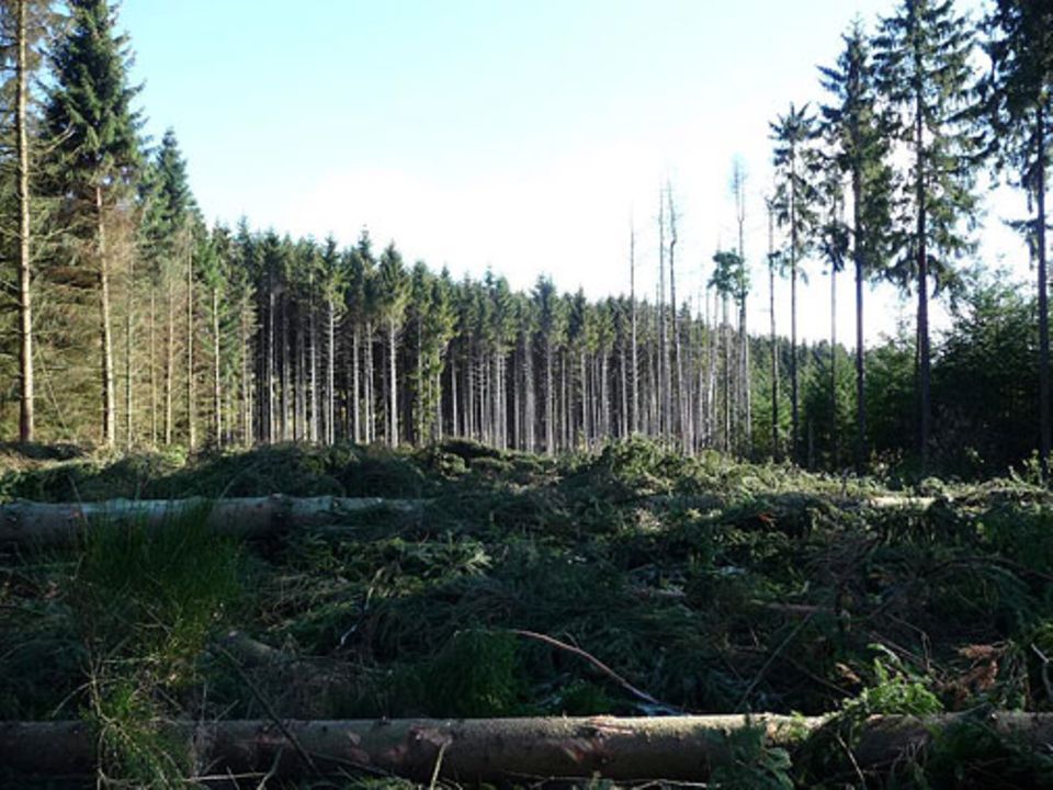 Forstwirtschaft in Deutschland: Forstwirtschaft brutal: Kahlschlag am Priesberg bei Bosen/Saarland