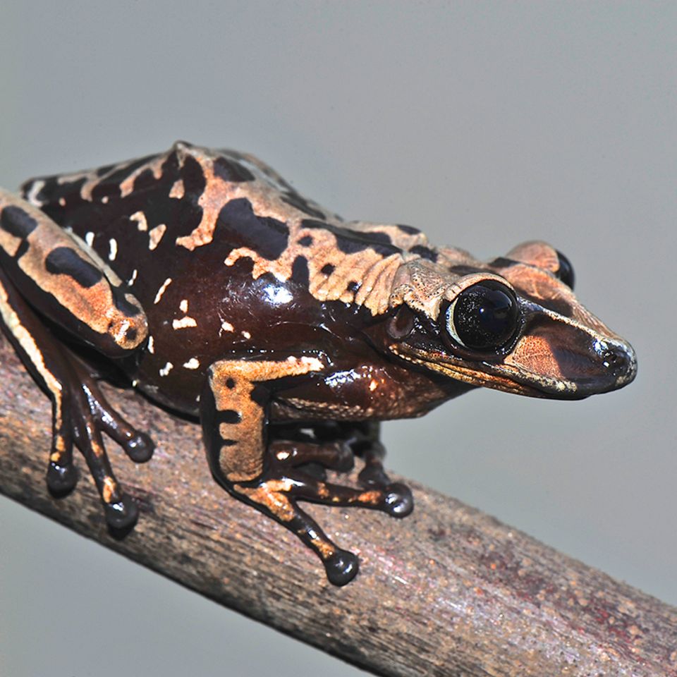 Brasilien: Dieser Frosch ist giftig. Richtig giftig!
