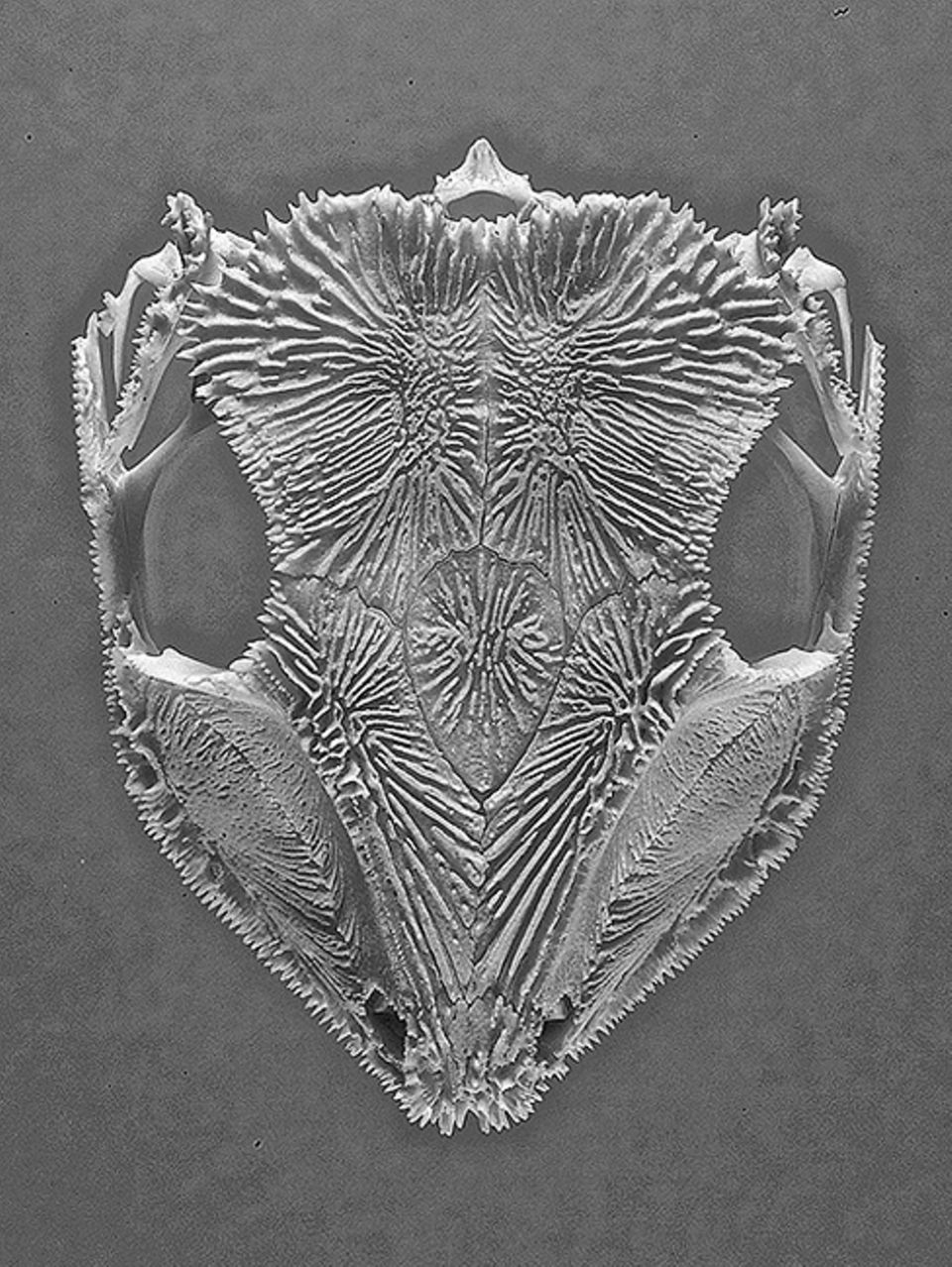 Brasilien: Der Schädel von Aparasphenodon brunoi ist übersät mit scharfen Giftstacheln Brasilien: Der Schädel von Aparasphenodon brunoi ist übersät mit scharfen Giftstacheln