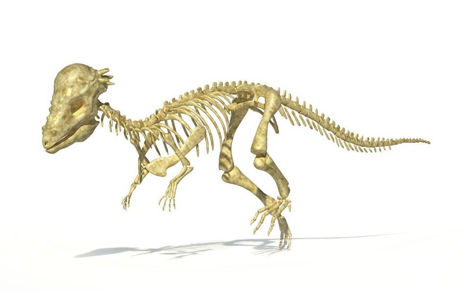 Dinosaurier: Pachycephalosaurus gilt nun als ausgewachsene Form von Stygimoloch und Dracorex, die früher als getrennte Arten gewertet wurden Dinosaurier: Pachycephalosaurus gilt nun als ausgewachsene Form von Stygimoloch und Dracorex, die früher als getrennte Arten gewertet wurden