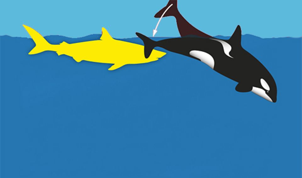 Der Schwertwal treibt den Hai an die Wasseroberfläche