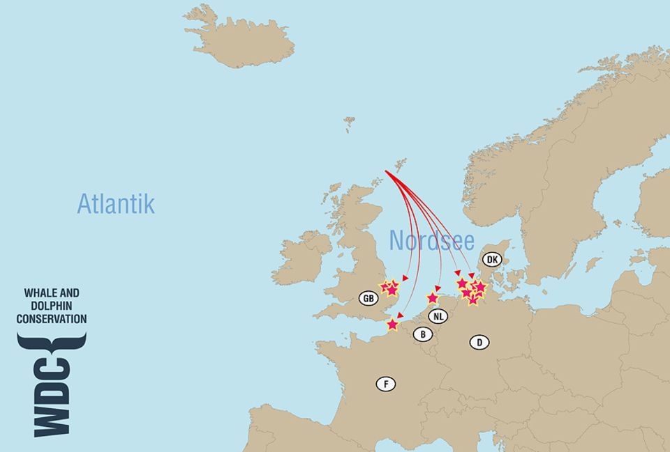 Walstrandungen: Experten nehmen an, dass die gestrandeten Wale im nordöstlichen Atlantik falsch in die zu flache Nordsee "abgebogen" sind Walstrandungen: Experten nehmen an, dass die gestrandeten Wale im nordöstlichen Atlantik falsch in die zu flache Nordsee "abgebogen" sind
