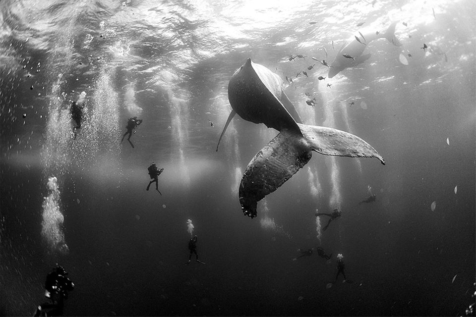 World Press Photo: Die besten Naturfotos des Jahres 2015: Whale watching