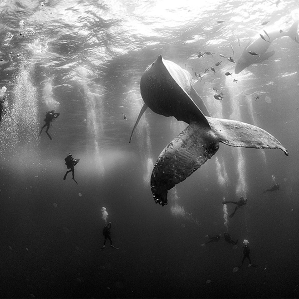 World Press Photo: Die besten Naturfotos des Jahres 2015: Whale watching