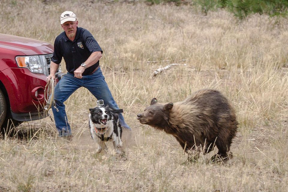 Die Bärenhunde von Nevada
