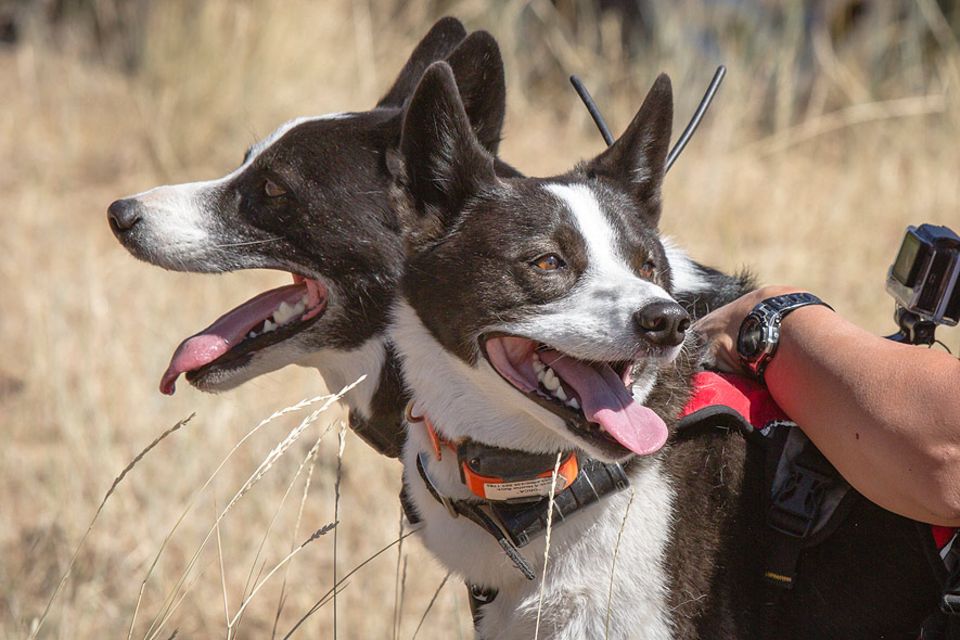Karelische Bärenhunde – Die Rasse wurde einst zur Bärenjagd gezüchtet Karelische Bärenhunde – Die Rasse wurde einst zur Bärenjagd gezüchtet