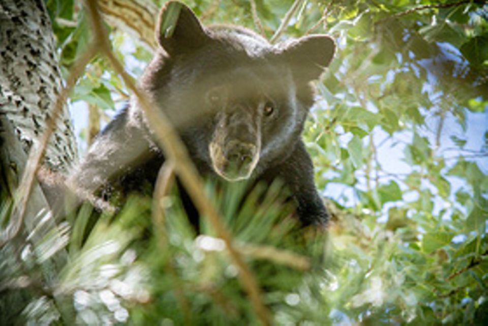 Schwarzbären haben Angst vor Menschen – Bei Gefahr flüchten sie auf einen Baum Schwarzbären haben Angst vor Menschen – Bei Gefahr flüchten sie auf einen Baum