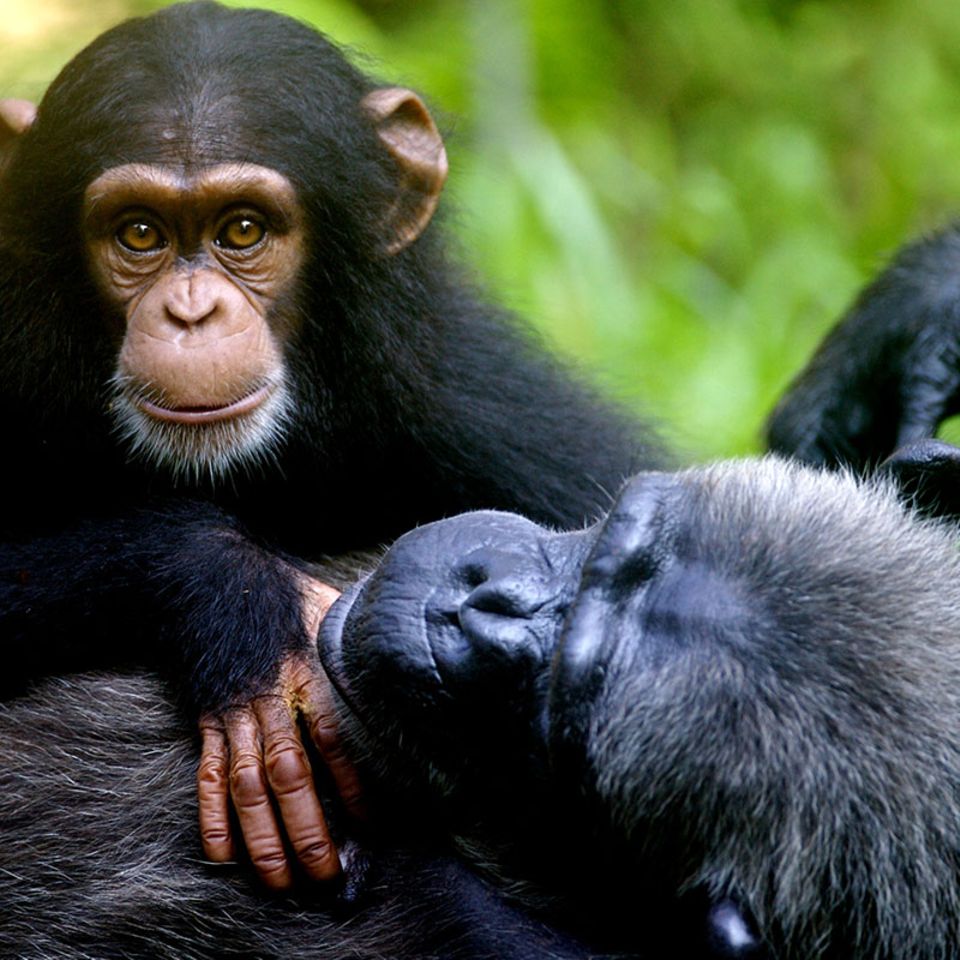 Tierrechte: Darf man Schimpansen einsperren?