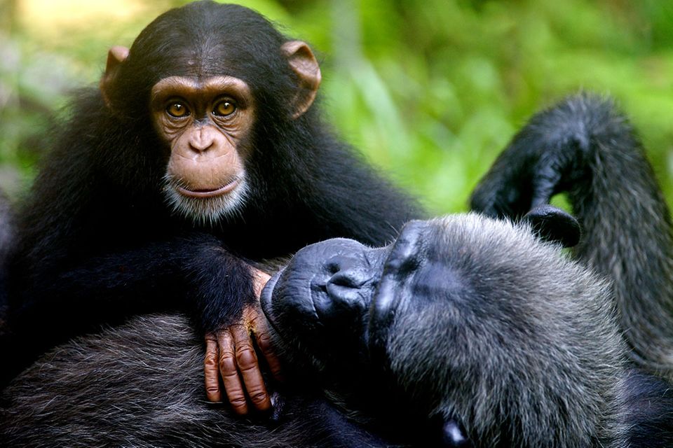Tierrechte: Darf man Schimpansen einsperren?