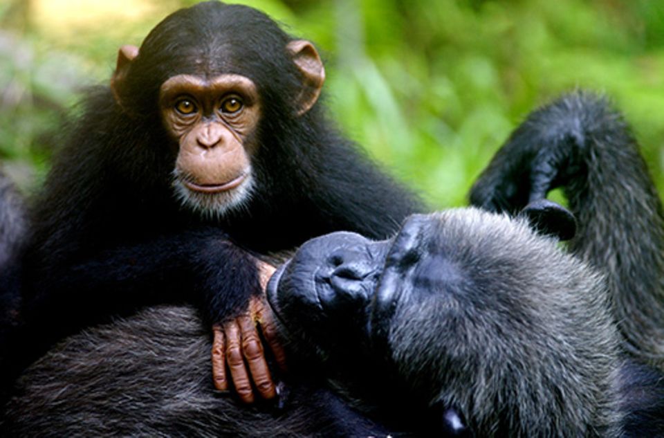 Tierrechte Darf Man Schimpansen Einsperren Geo