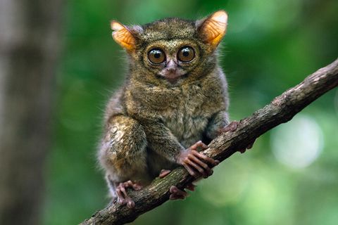 Evolution: Wie wanderten die Koboldmakis?