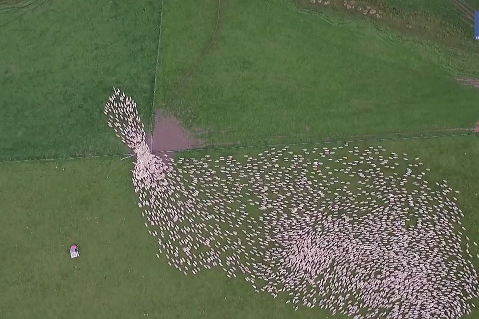 Video: So schön sehen Schafsherden von oben aus