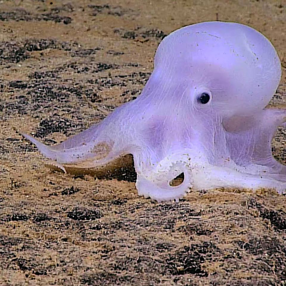 Hawaii: Forscher entdecken rätselhaften Geister-Oktopus