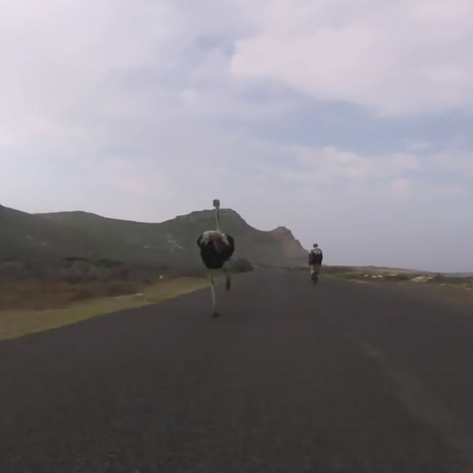 Video: Strauß misst sich mit Radrennfahrern