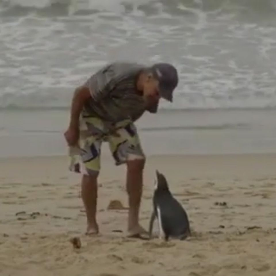 Video: Dieser Pinguin schwimmt Tausende Kilometer, um seinen Retter zu besuchen