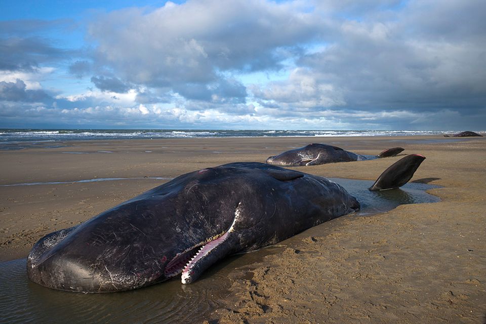 Walstrandungen: Gestrandeter Pottwal auf der westfriesischen Insel Texel: Offenbar sind die unerfahrenen Jungbullen ihrer Beute in die flache Nordsee gefolgt Walstrandungen: Gestrandeter Pottwal auf der westfriesischen Insel Texel: Offenbar sind die unerfahrenen Jungbullen ihrer Beute in die flache Nordsee gefolgt