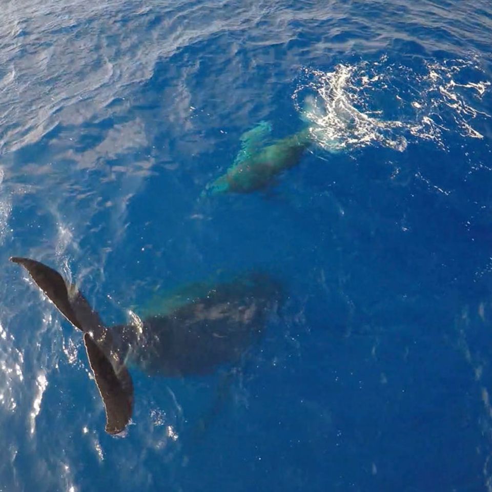 Hawaii: Video: Buckelwal beim Kopfstand gefilmt