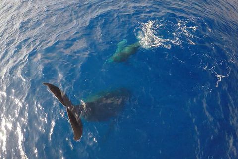 Hawaii: Video: Buckelwal beim Kopfstand gefilmt
